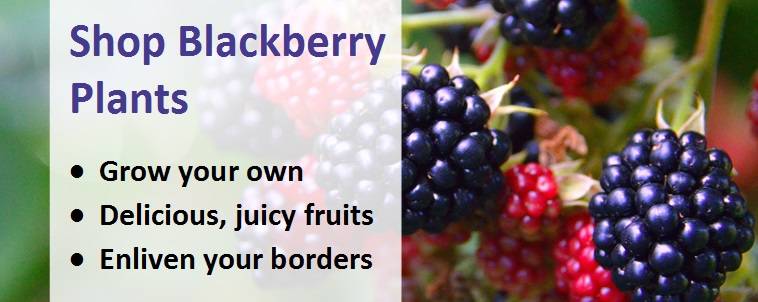Shop blackberry plants banner